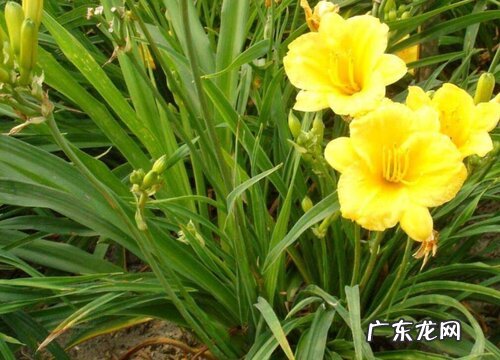 无忧草又叫什么名称