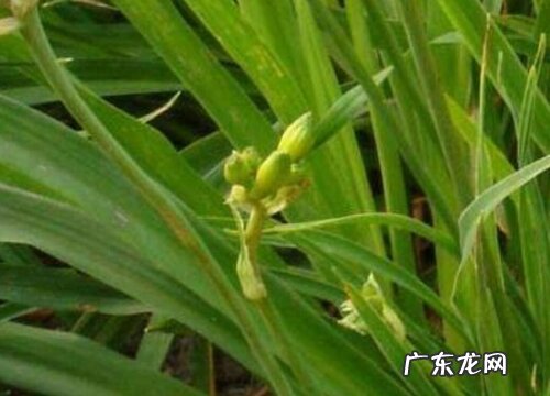 无忧草又叫什么名称