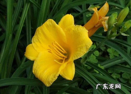 无忧草又叫什么名称