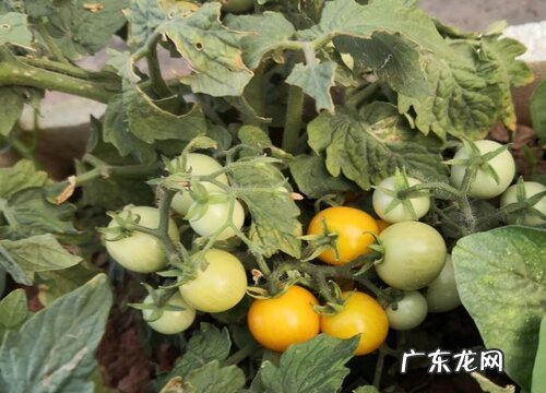 跟西红柿很像的水果叫什么