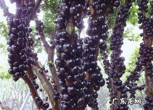 跟山竹很像的水果叫什么