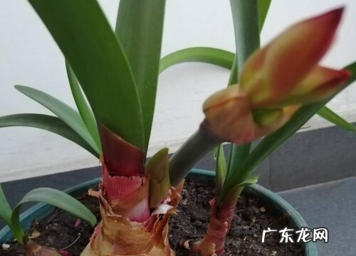 和朱顶红很像的花