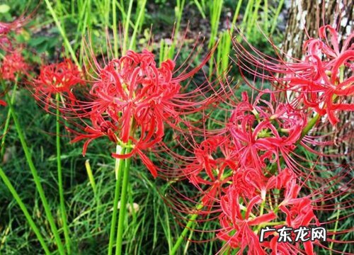 和朱顶红很像的花