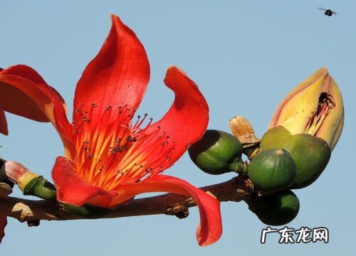 和朱顶红很像的花