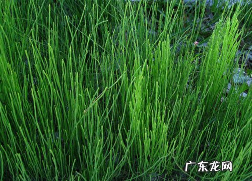 土骨草又叫什么名称