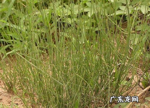 土骨草又叫什么名称