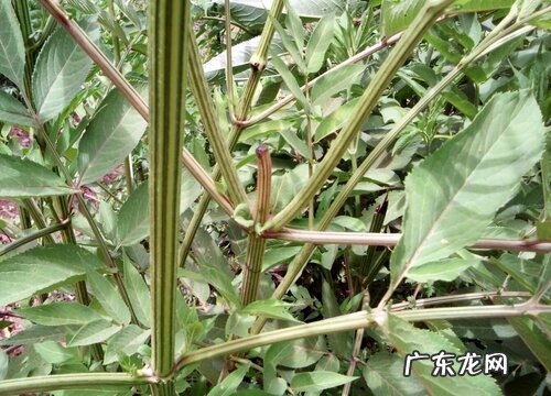 土骨草又叫什么名称