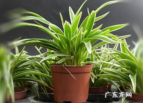 和韭菜长得很像的草