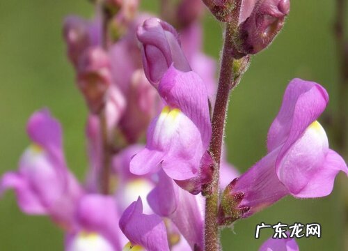 和金鱼草很像的花