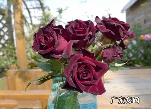 和洋槐花很像的花