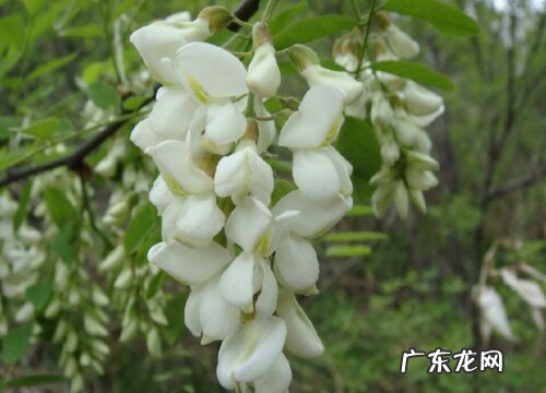 和洋槐花很像的花