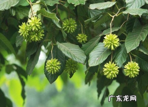 和虞美人很像的花