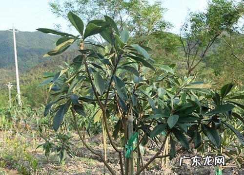 枇杷树适合在什么地方生长 适应在哪里种植
