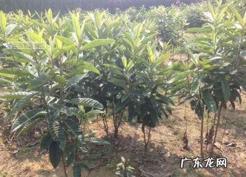 枇杷树适合在什么地方生长 适应在哪里种植