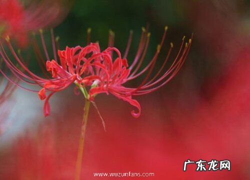 和水仙花很像的植物