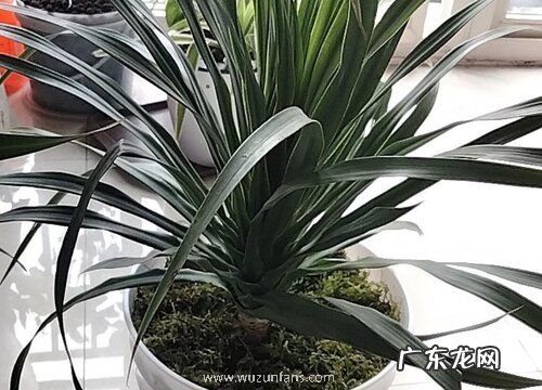 和龙血树很像的植物