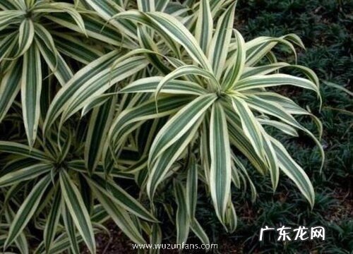 和龙血树很像的植物