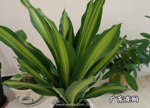 和龙血树很像的植物