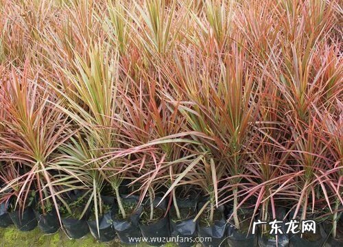 和龙血树很像的植物