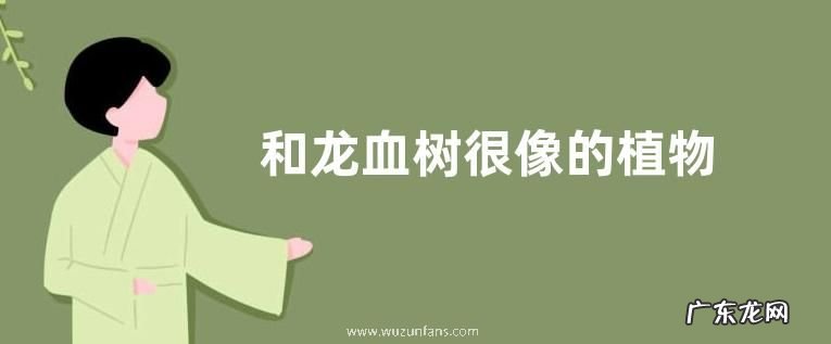 和龙血树很像的植物