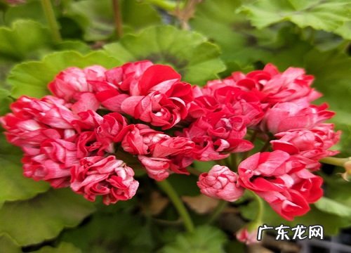 月月开花的植物有哪些