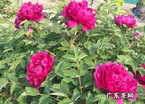 牡丹开花后怎么修剪