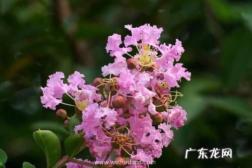 紫薇扦插生根最快方法