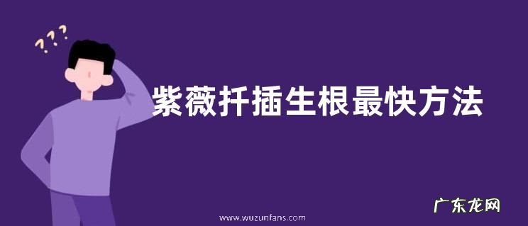 紫薇扦插生根最快方法