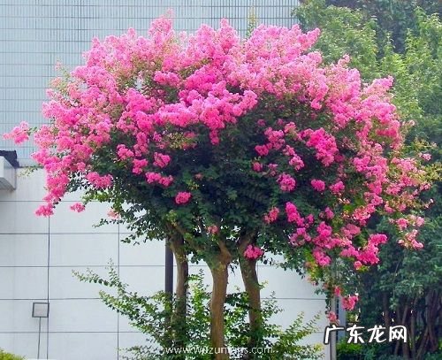 紫薇扦插生根最快方法