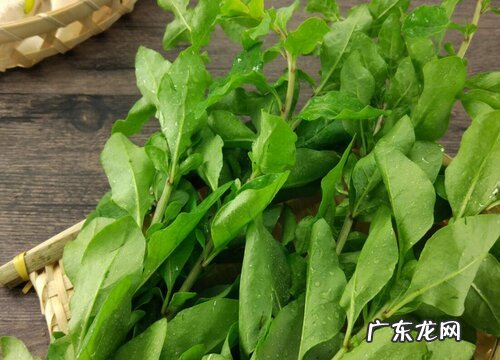 枸杞叶是什么季节的菜