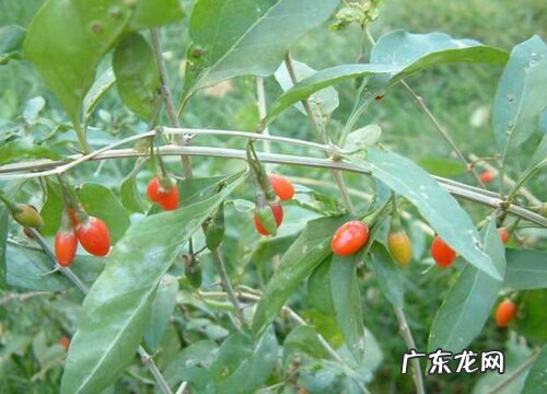 枸杞叶是什么季节的菜