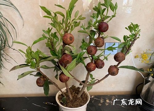 山竹是上火还是降火