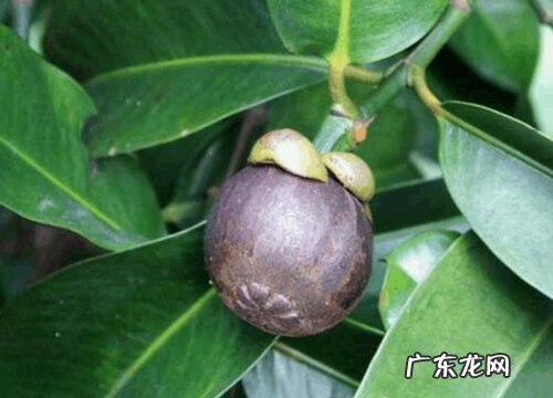 山竹是上火还是降火