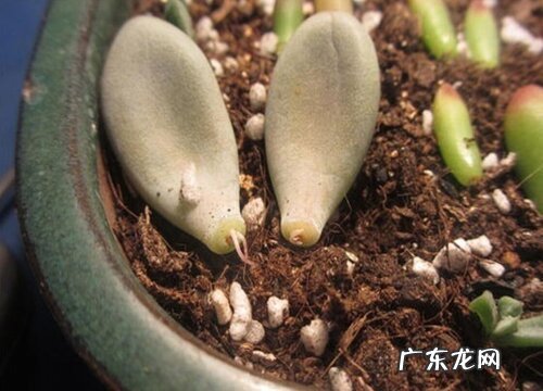 桃美人可以叶插吗