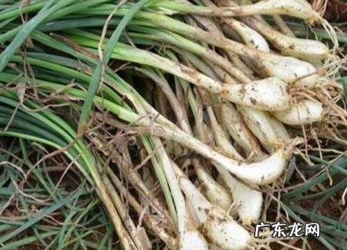 藠头是什么季节的菜