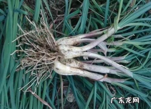 藠头是什么季节的菜