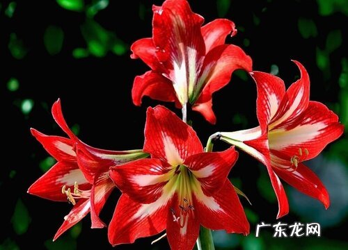 朱顶红喜肥吗 喜欢施什么肥料