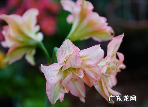 朱顶红喜肥吗 喜欢施什么肥料