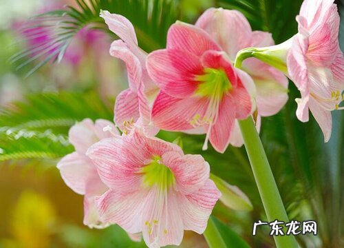 朱顶红喜肥吗 喜欢施什么肥料