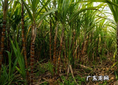 甘蔗是单子叶植物吗