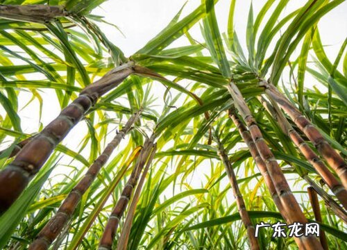 甘蔗是单子叶植物吗