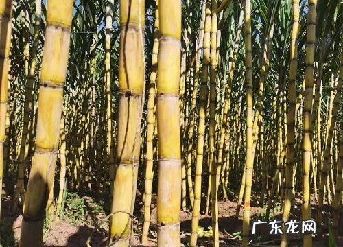 甘蔗是单子叶植物吗