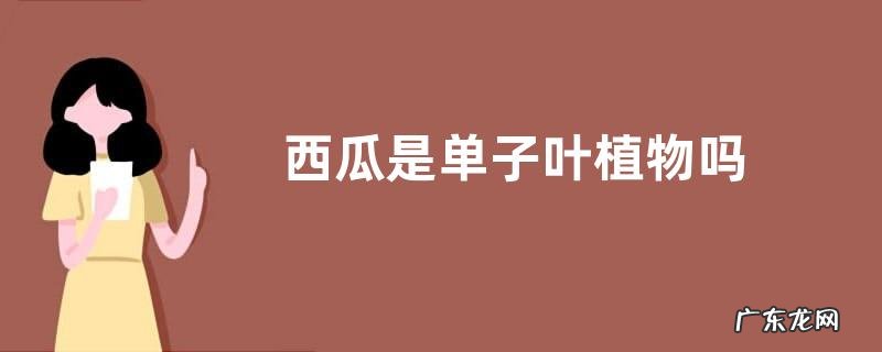 西瓜是单子叶植物吗