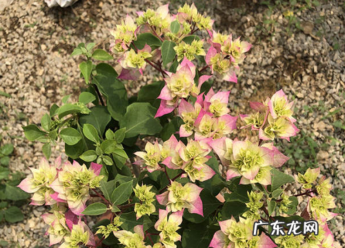 四季开花的植物有哪些