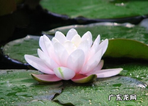 睡莲生长在哪里