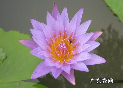 睡莲生长在哪里