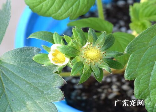 营养繁殖的植物有哪些