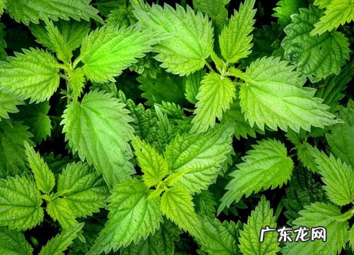 营养繁殖的植物有哪些
