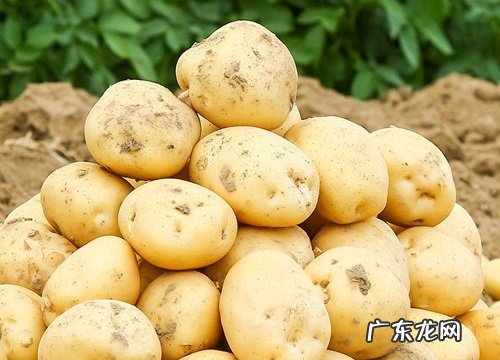 营养繁殖的植物有哪些