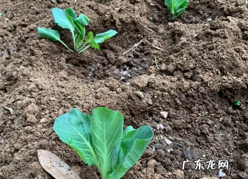 包菜是什么季节的菜